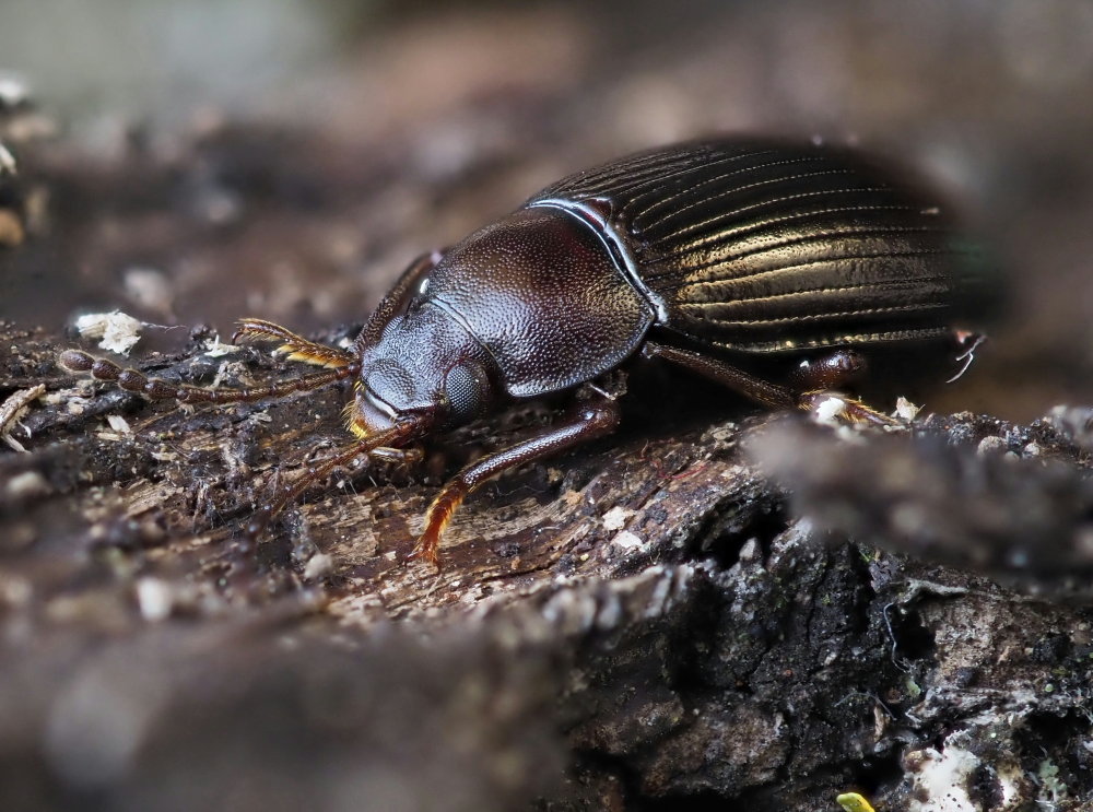 Tenebrionidae: maschio di Nalassus dryadophilus