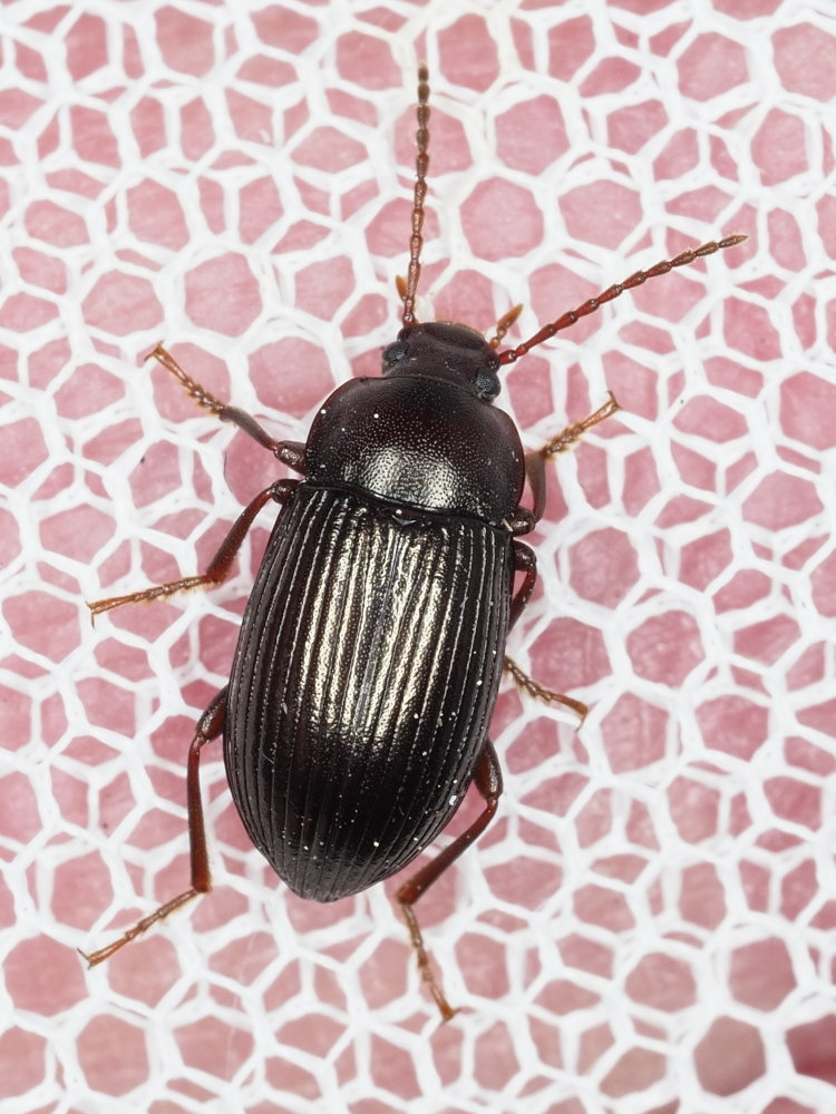 Tenebrionidae: maschio di Nalassus dryadophilus