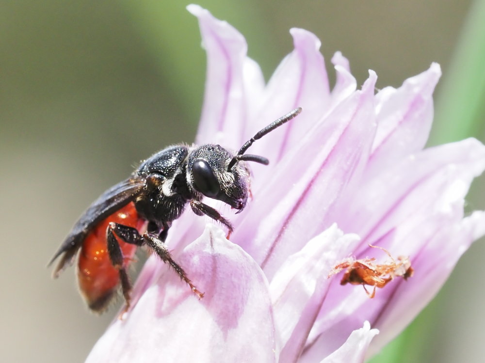 Apidae Halictinae: Sphecodes sp.