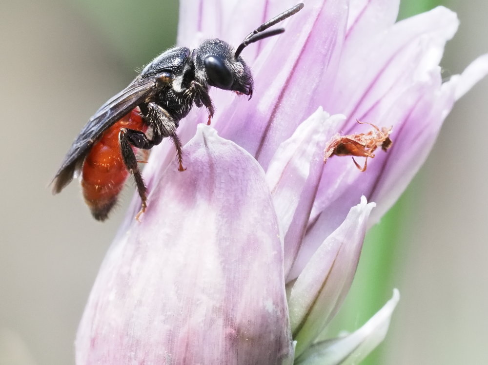 Apidae Halictinae: Sphecodes sp.