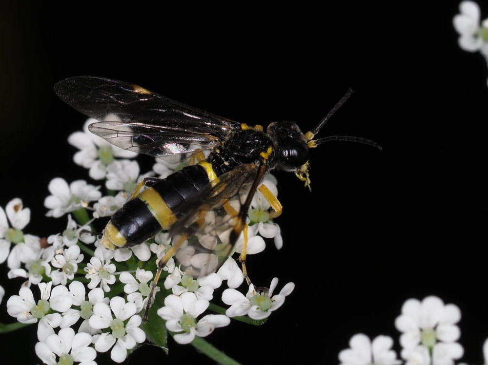 Tenthredinidae da identificare