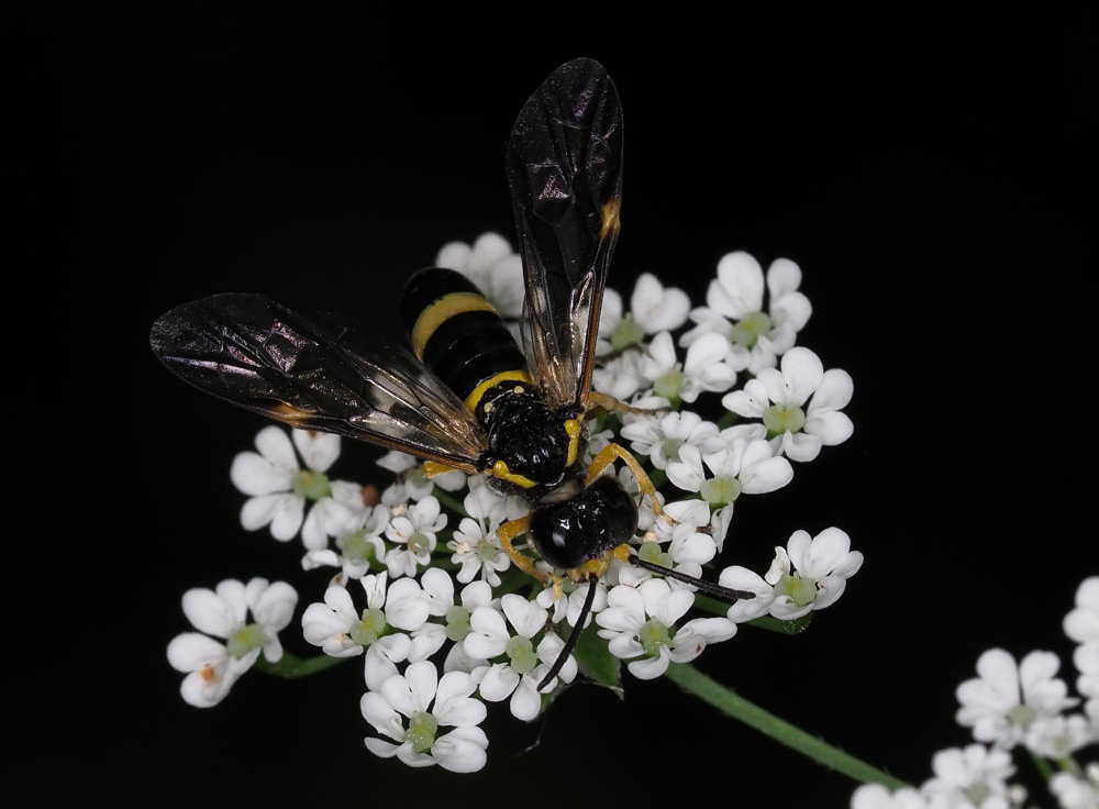 Tenthredinidae da identificare