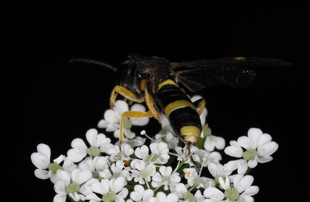 Tenthredinidae da identificare