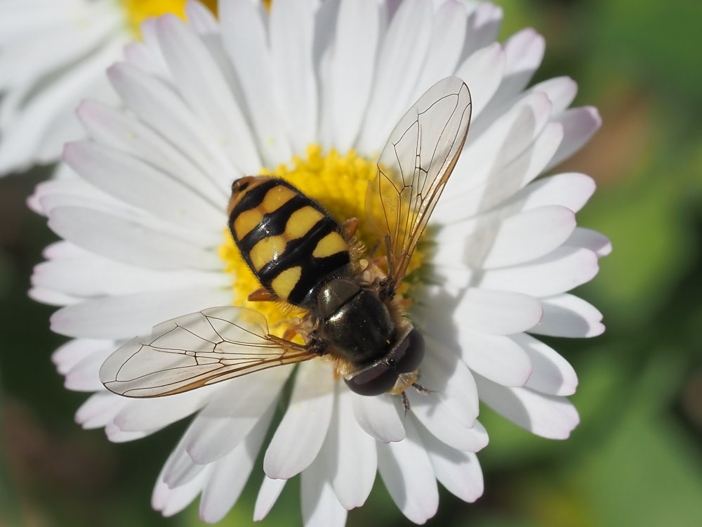 Syrphidae: cfr. Eupeodes latifasciatus