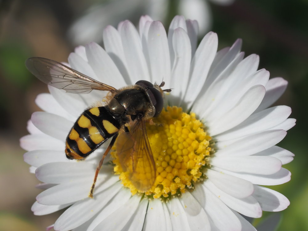 Syrphidae: cfr. Eupeodes latifasciatus