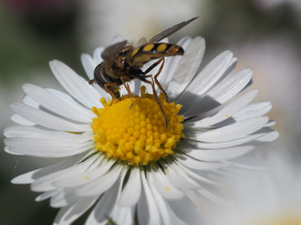 Syrphidae: cfr. Eupeodes latifasciatus