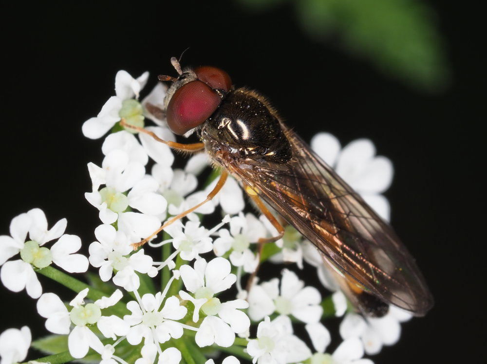 Melanostoma scalare?  S, maschio