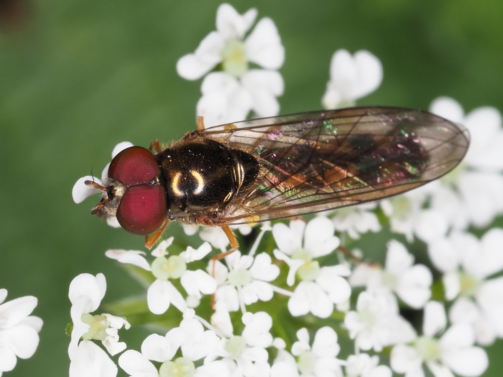 Melanostoma scalare?  S, maschio