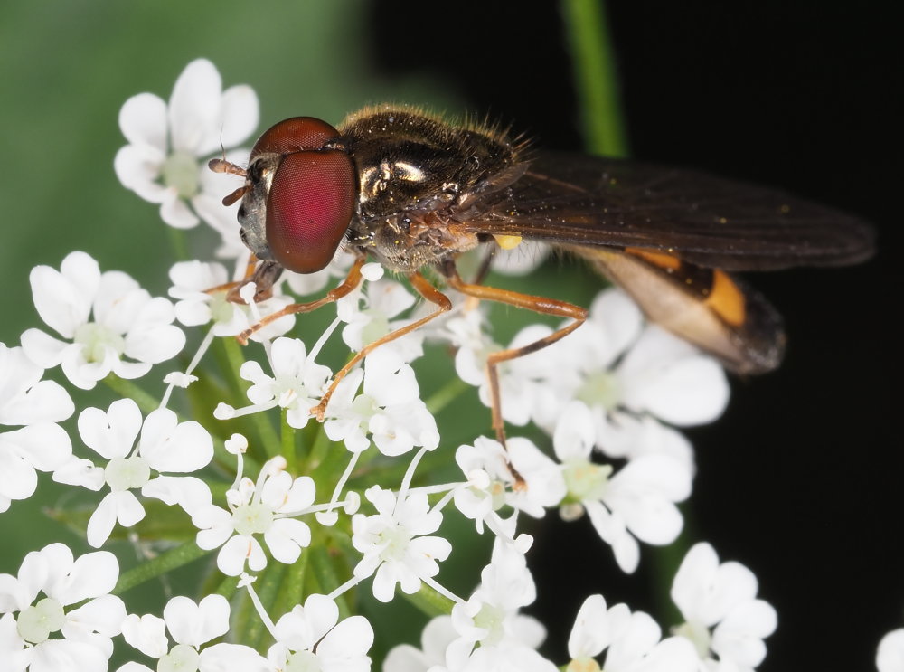 Melanostoma scalare?  S, maschio