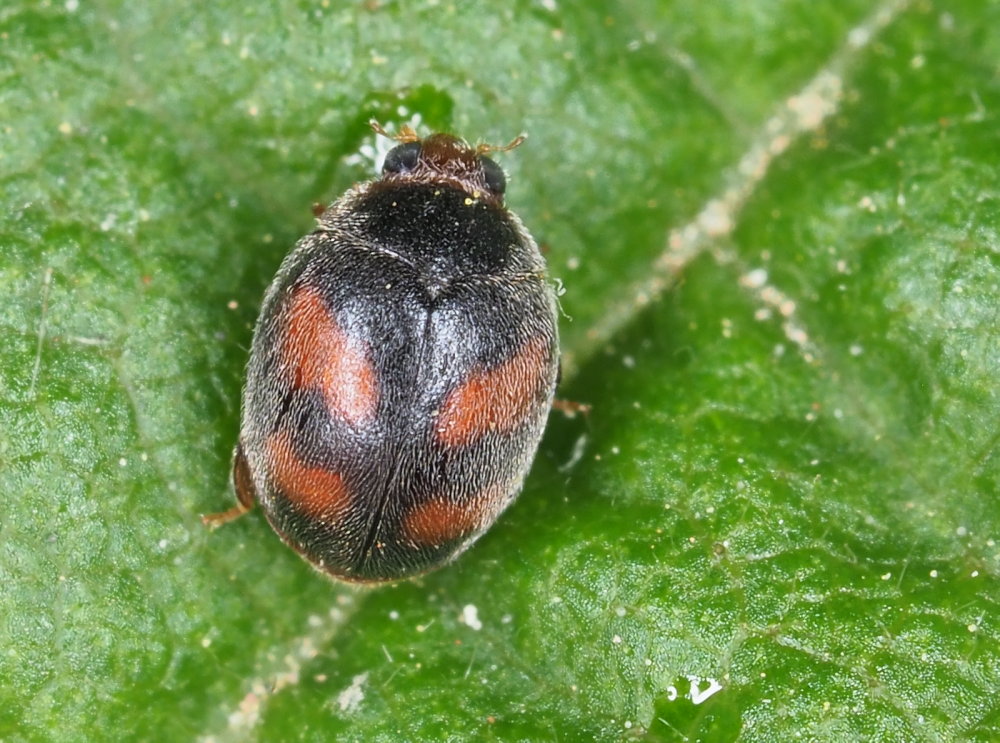 Coccinellidae: Scymnus frontalis