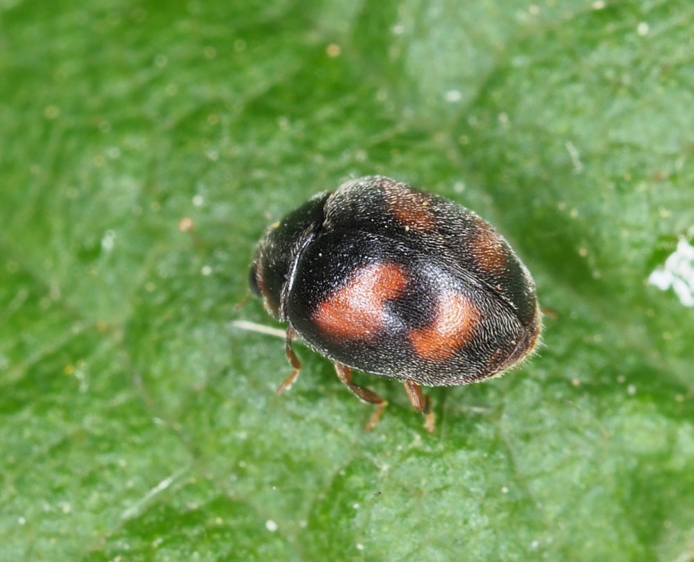 Coccinellidae: Scymnus frontalis