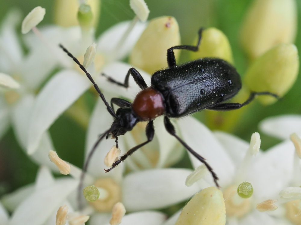 Cerambycidae: Dinoptera collaris? S.