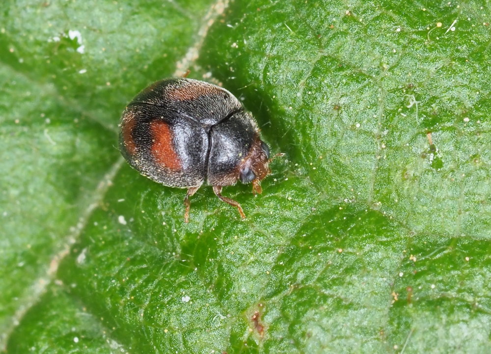 Coccinellidae: Scymnus frontalis