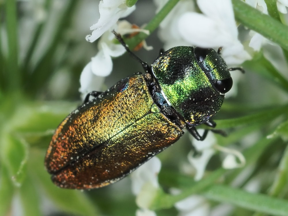 Buprestidae: maschio di Anthaxia fulgurans o di A. thalassophila? di A. thalassophila