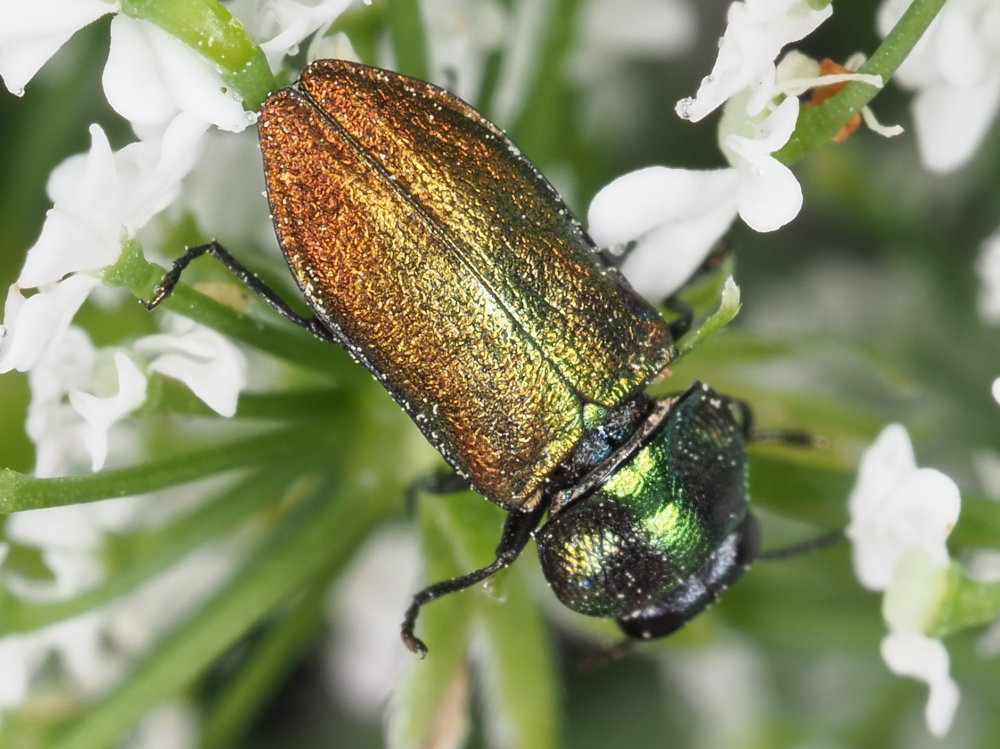 Buprestidae: maschio di Anthaxia fulgurans o di A. thalassophila? di A. thalassophila