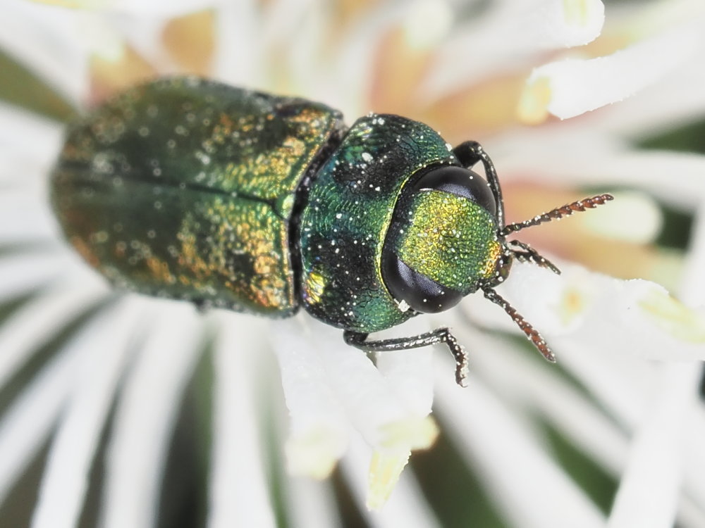 Buprestidae: maschio di Anthaxia fulgurans o di A. thalassophila? di A. thalassophila