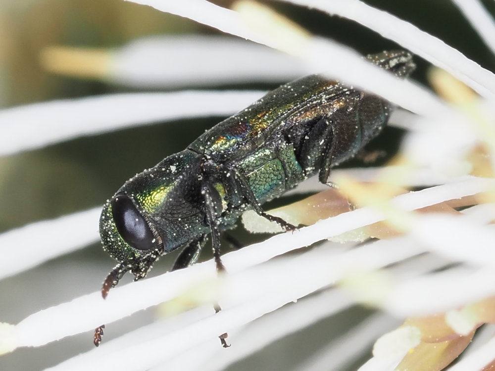 Buprestidae: maschio di Anthaxia fulgurans o di A. thalassophila? di A. thalassophila