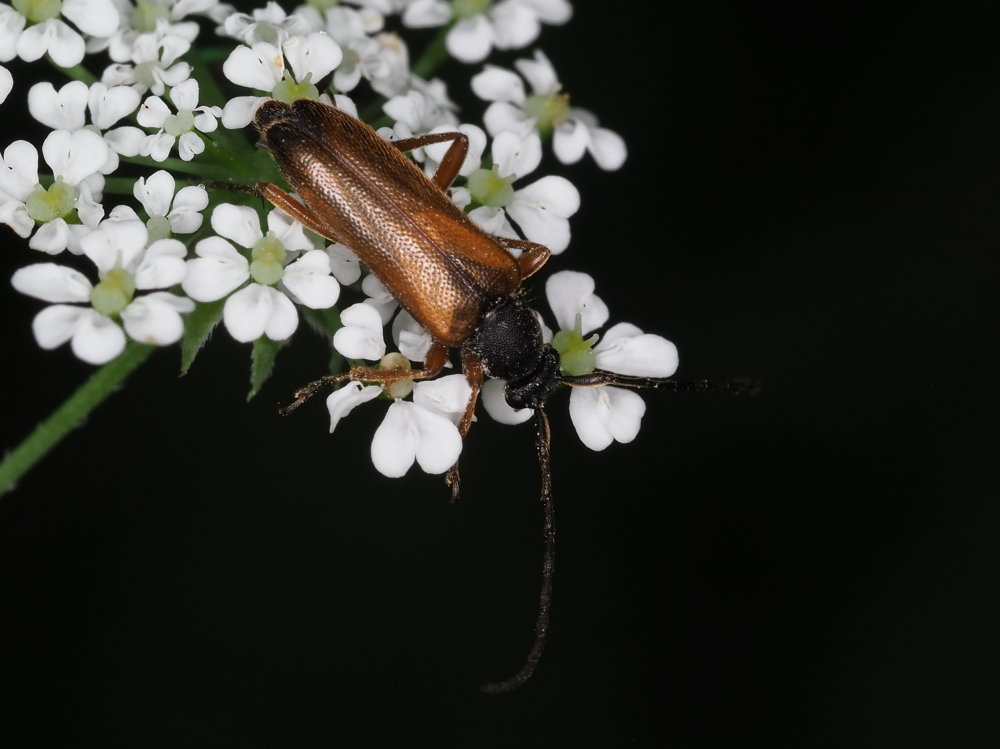 Cerambycidae: Alosterna tabacicolor? S.