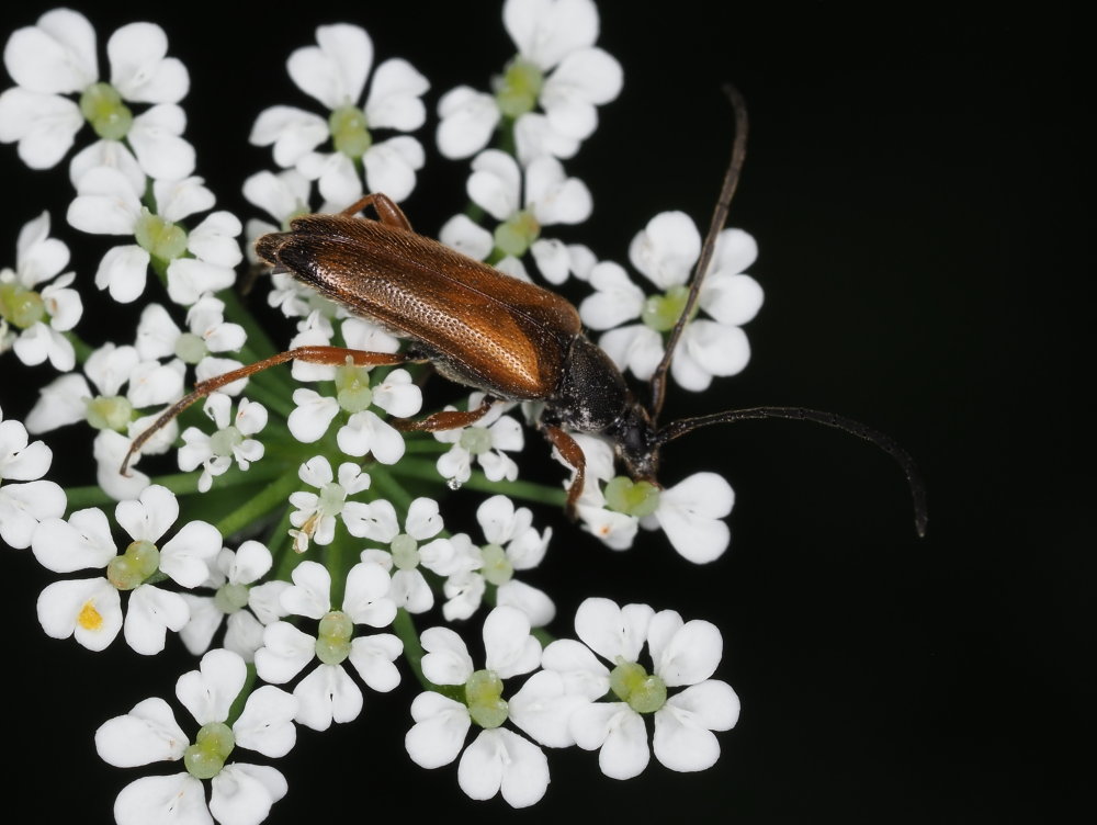 Cerambycidae: Alosterna tabacicolor? S.