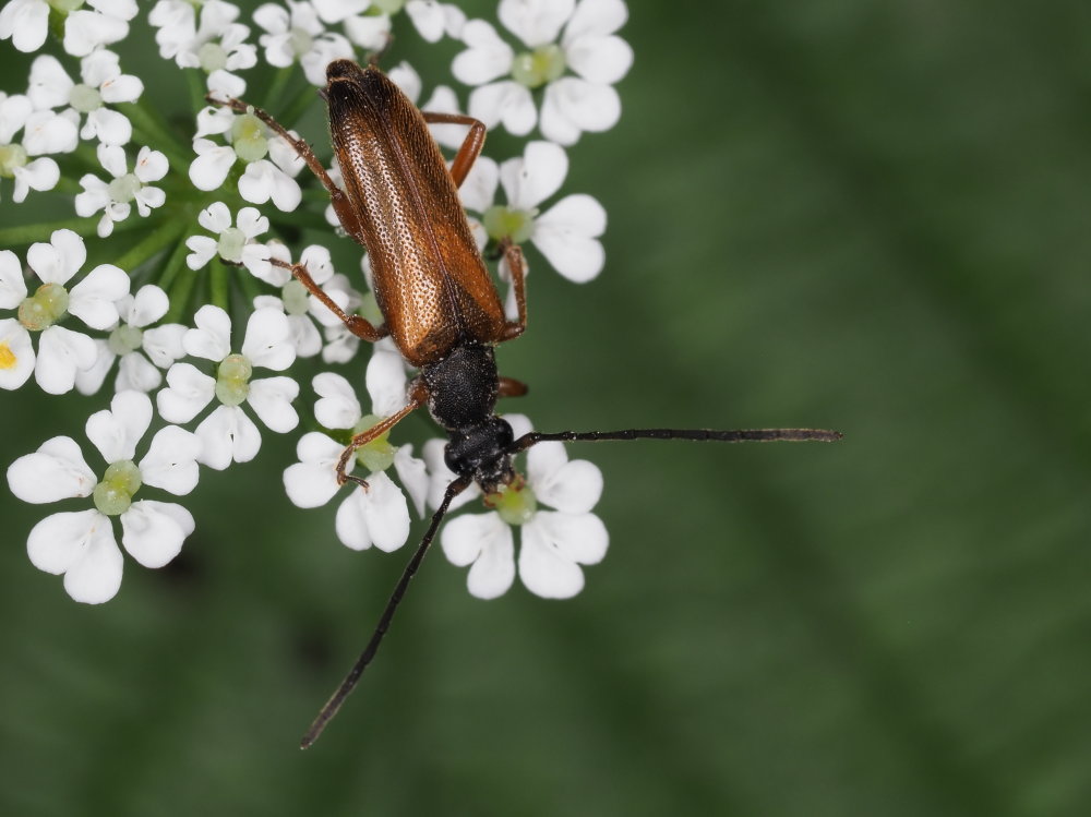 Cerambycidae: Alosterna tabacicolor? S.