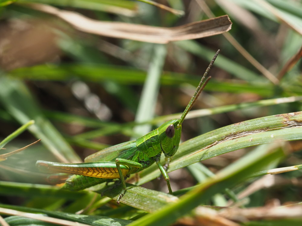 Euthystira brachyptera?  S, maschio