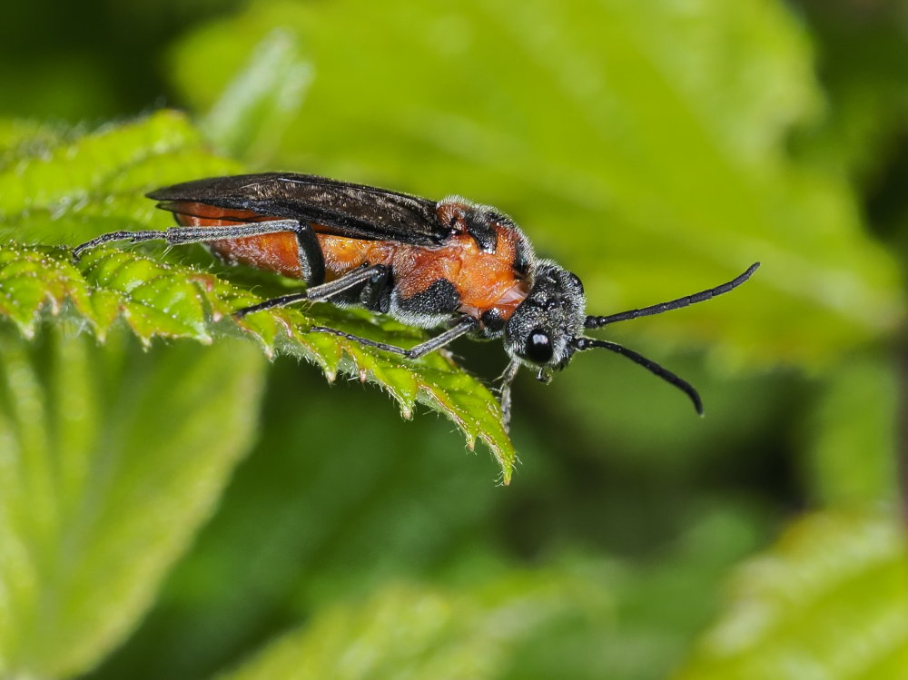 Tenthredinidae da identificare: Dolerus triplicatus