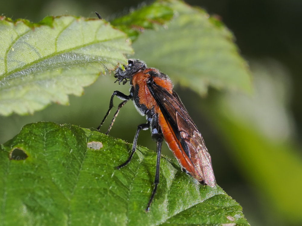 Tenthredinidae da identificare: Dolerus triplicatus