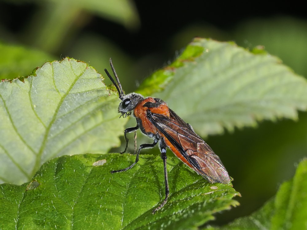 Tenthredinidae da identificare: Dolerus triplicatus