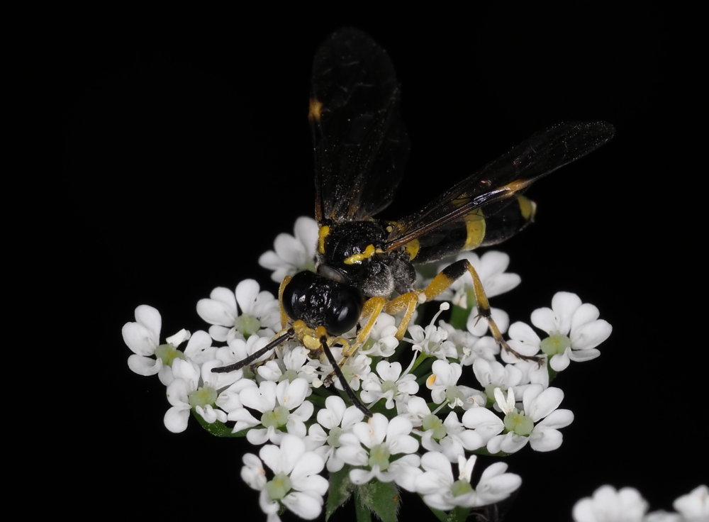 Tenthredinidae da identificare 1: Tenthredo (Zonuledo) cfr. zonula