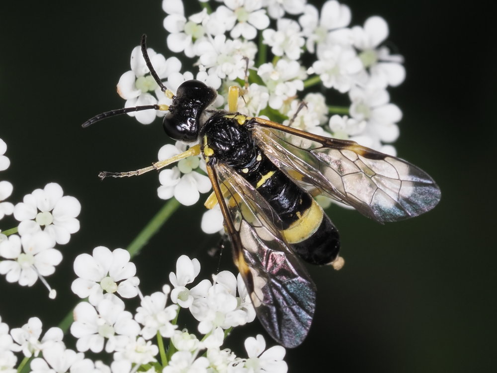 Tenthredinidae da identificare 2: Tenthredo (Zonuledo) cfr. zonula