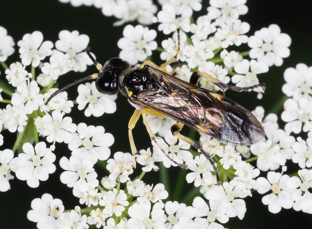 Tenthredinidae da identificare 2: Tenthredo (Zonuledo) cfr. zonula