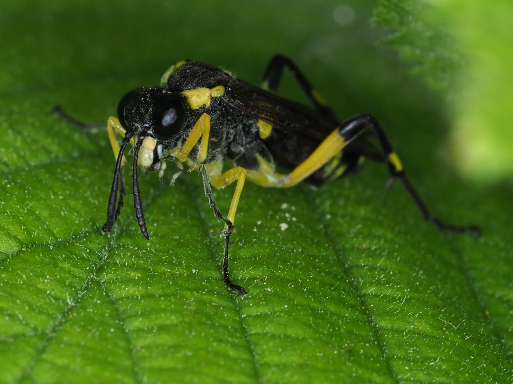 Tenthredinidae da identificare 3: Macrophya montana