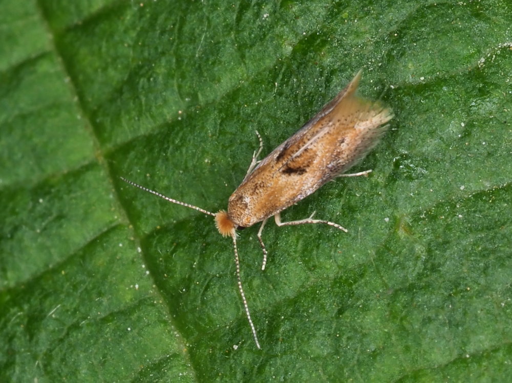 Bucculatrix cfr. demaryella - Bucculatricidae