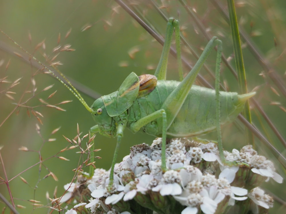 Poecilimon ornatus? S