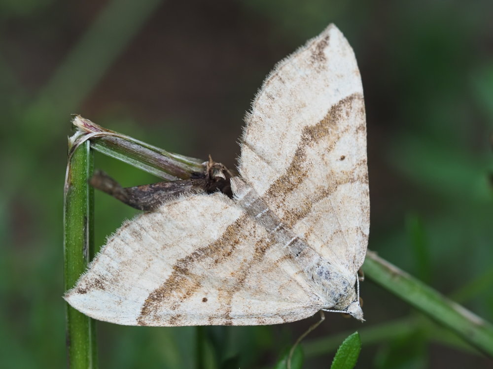 Geometridae: Scotopteryx vicinaria da confermare