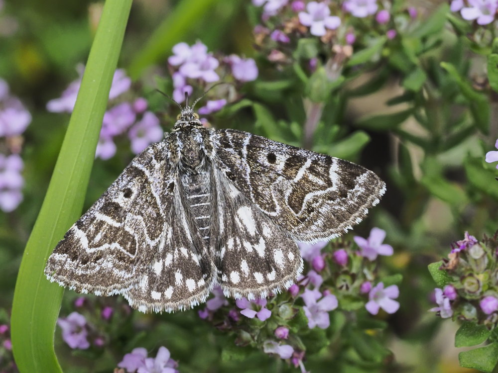 Euclidia mi (Erebidae)