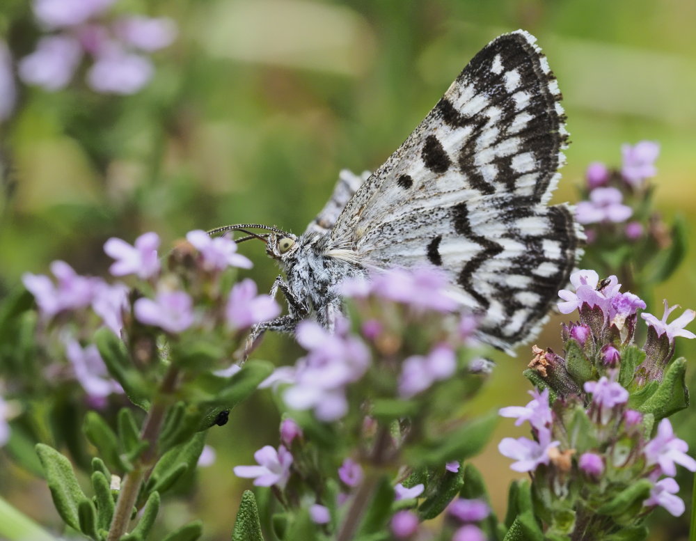 Euclidia mi (Erebidae)