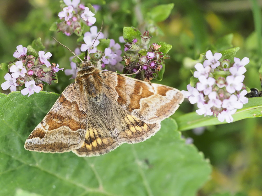 Euclidia glyphica (Erebidae)