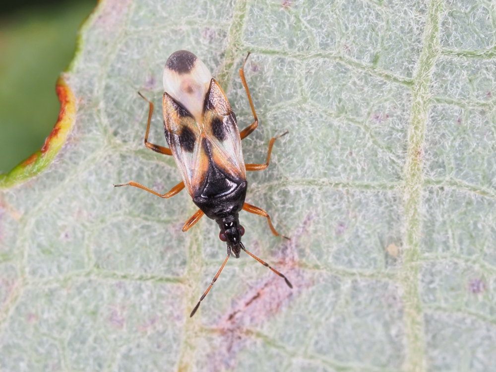 Anthocoridae? S, Anthocoris nemorum