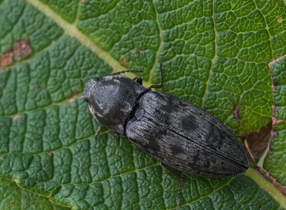 Elateridae: Prosternon tessellatum