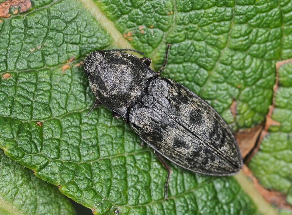 Elateridae: Prosternon tessellatum