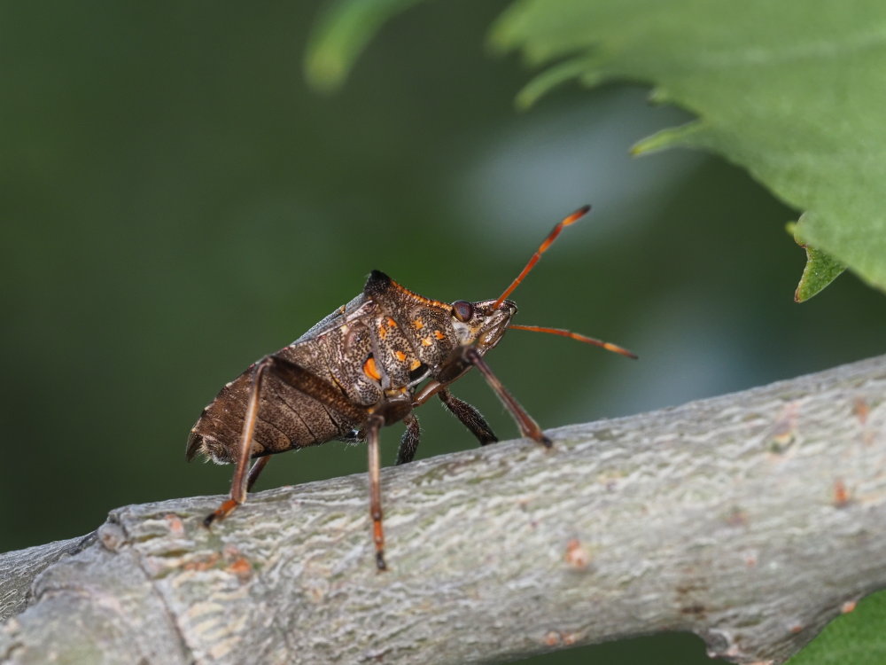 Picromerus bidens o nigridens?  Picromerus nigridens