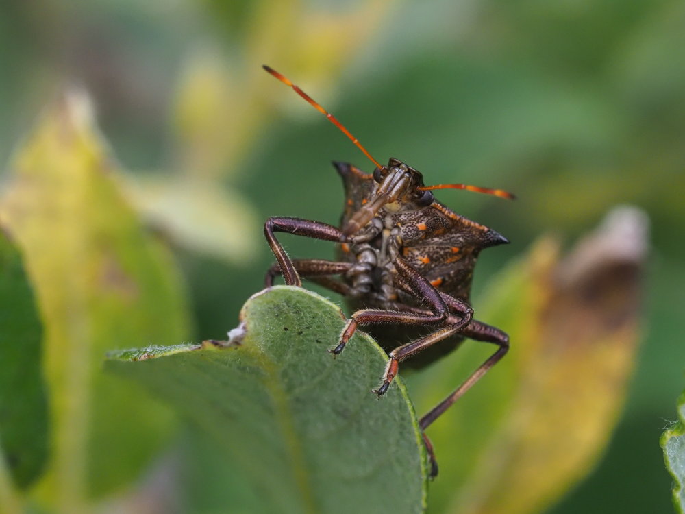 Picromerus bidens o nigridens?  Picromerus nigridens