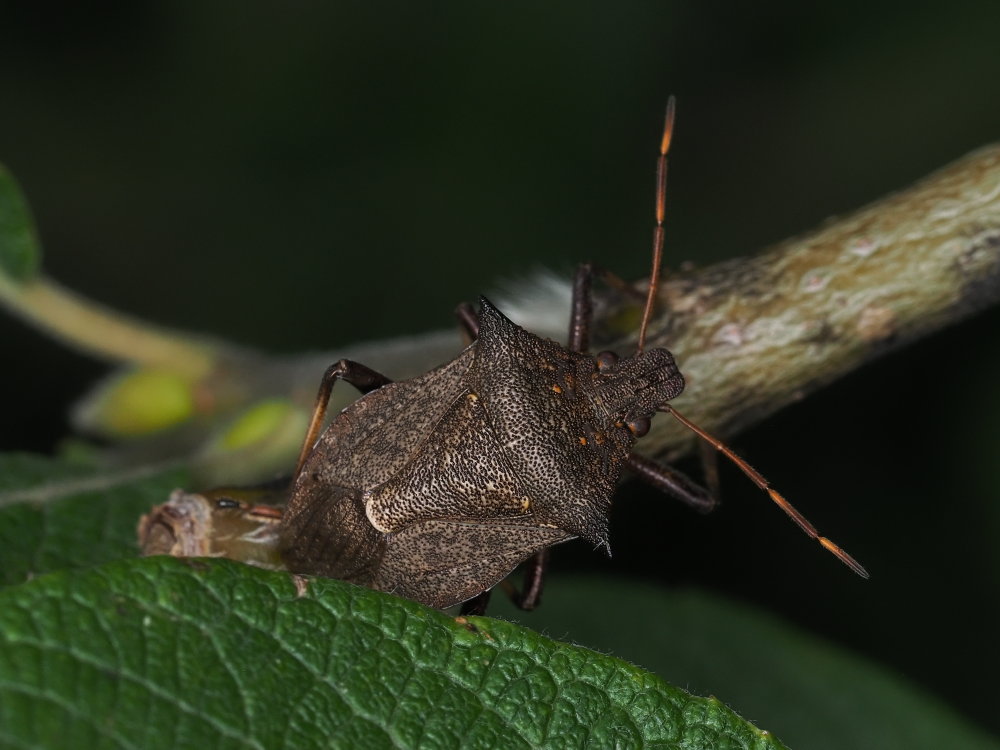 Picromerus bidens o nigridens?  Picromerus nigridens