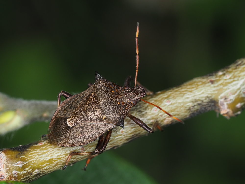 Picromerus bidens o nigridens?  Picromerus nigridens