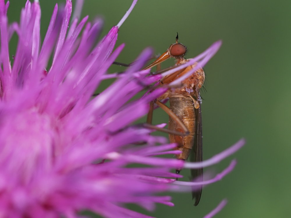 Empididae? da identificare