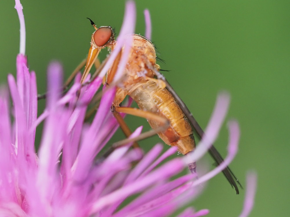 Empididae? da identificare