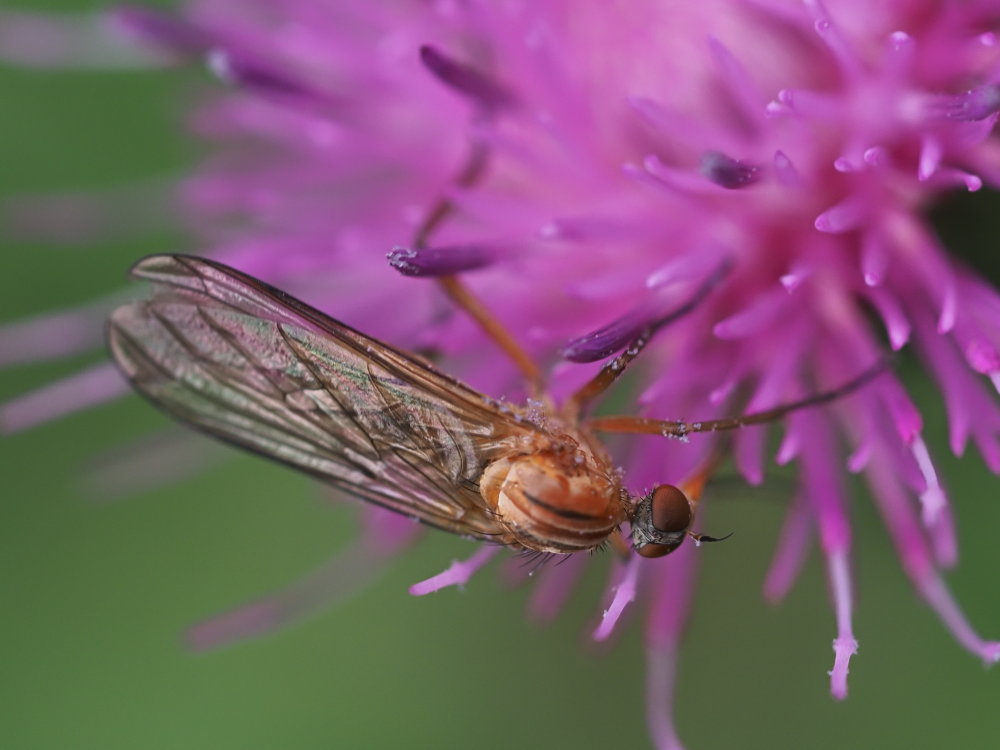 Empididae? da identificare