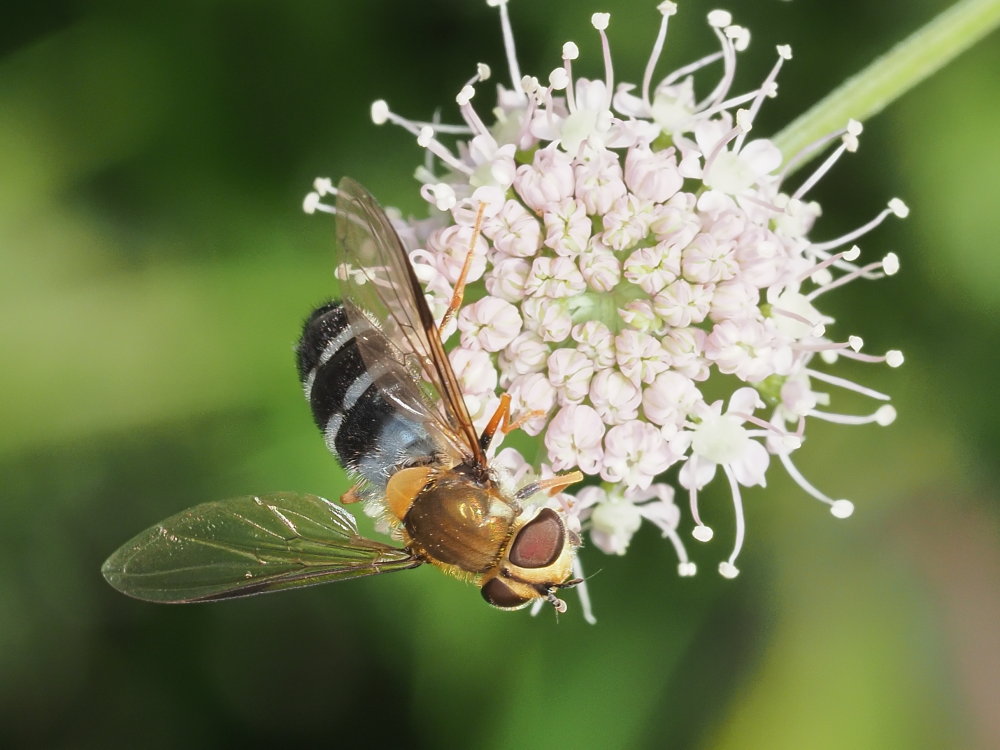 Syrphidae - Leucozona glaucia? S