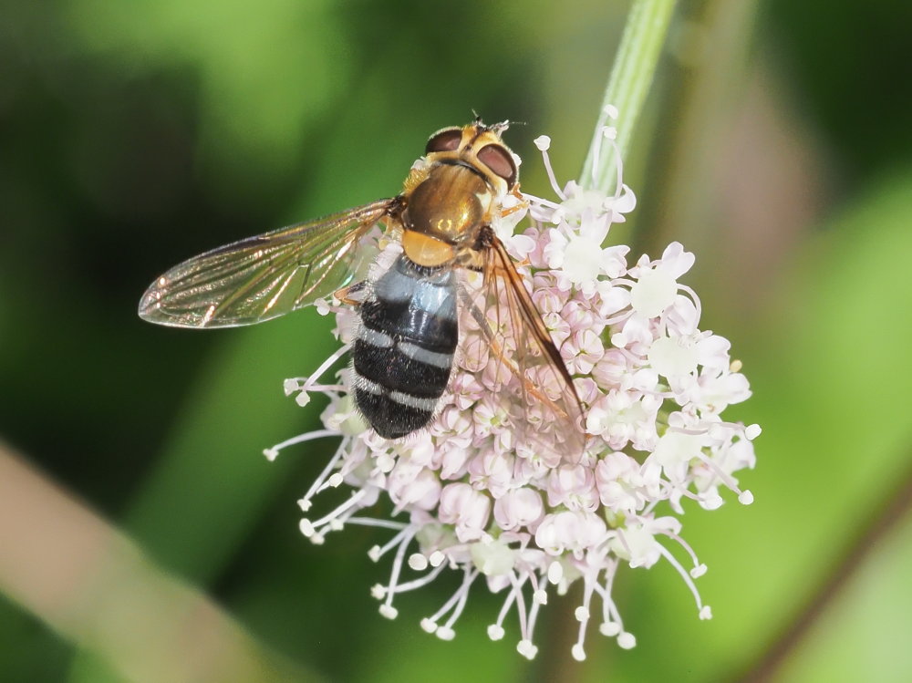 Syrphidae - Leucozona glaucia? S